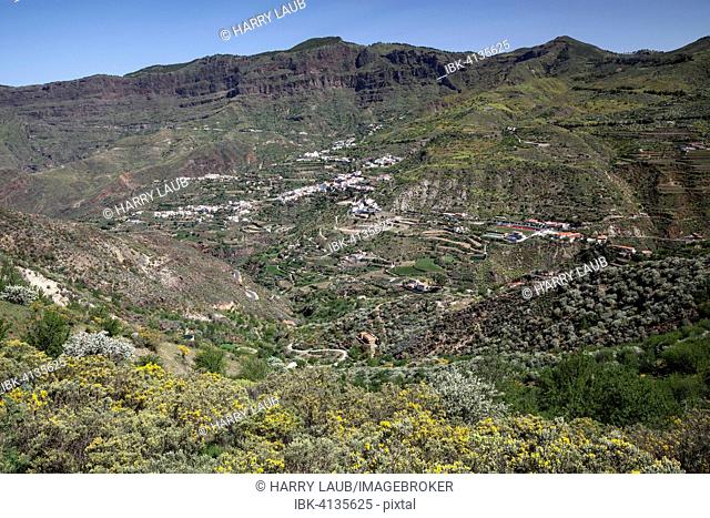 View from a hiking trail below Roque Nublo of blooming vegetation, the Barranco de Tejeda and Tejeda, Gran Canaria, Canary Islands, Spain