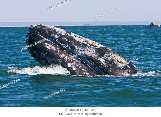 An adult California Gray Whale Eschrichtius robustus spy-hopping note the eye above water in San Ignacio Lagoon on the Pacific side of the Baja Peninsula
