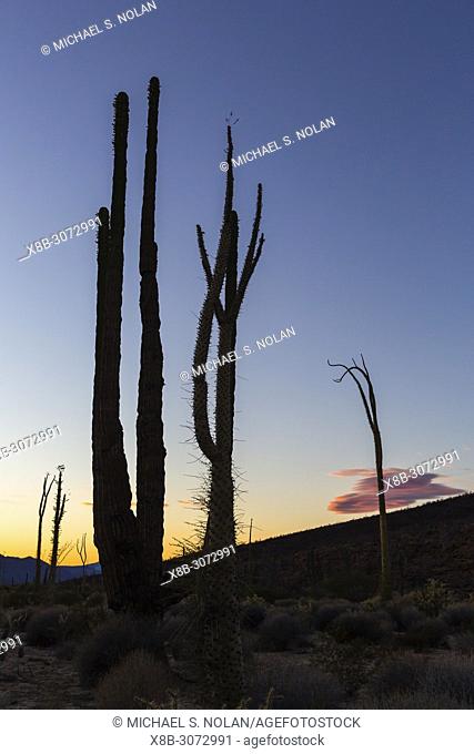 Boojum tree, cirio, Fouquieria columnaris, Bahia de los Angeles, Baja California, Mexico