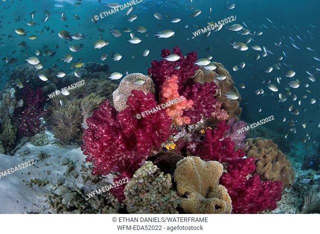 Corals in shallow Water, Dendronephthya sp., Raja Ampat, West Papua, Indonesia