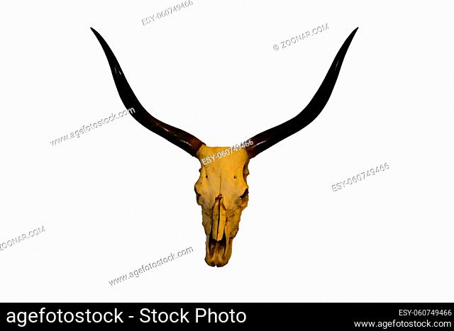 bull head skull long horn on white background
