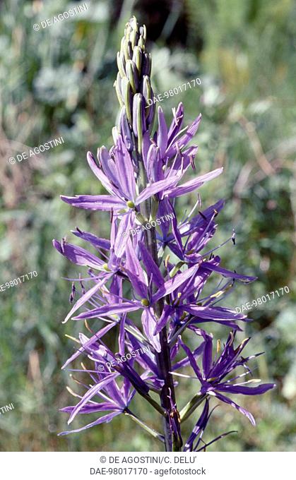 Wild hyacinth (Camassia leichtlinii), Asparagaceae