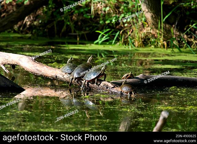 Four Painted Turtles Basking in the Sun
