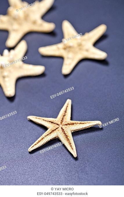 Starfish closeup on deep blue background. With copyspace