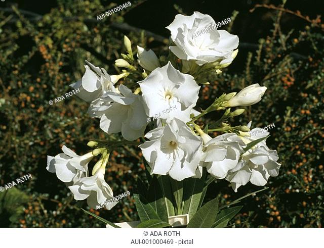 Nerium oleander - bouquet of summer white flowers