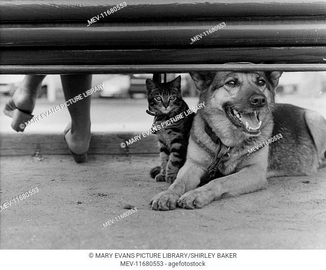 Alsatian dog and tabby kitten under a bench
