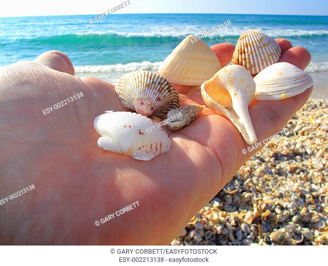 a handfull of seashells