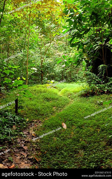 Path in forest at Niah caves national park Miri Malaysia