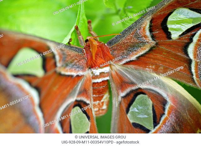 Close Up Image Of An Attacus Atlas Moth On A Plant Leaf In A Butterfly Pavilion, Sioux Falls, South Dakota