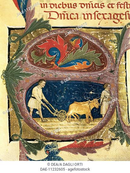 Illuminated initial capital letter with a ploughing scene, by Turone (active ca 1360), Italy 14th Century.  Verona, Biblioteca Capitolare