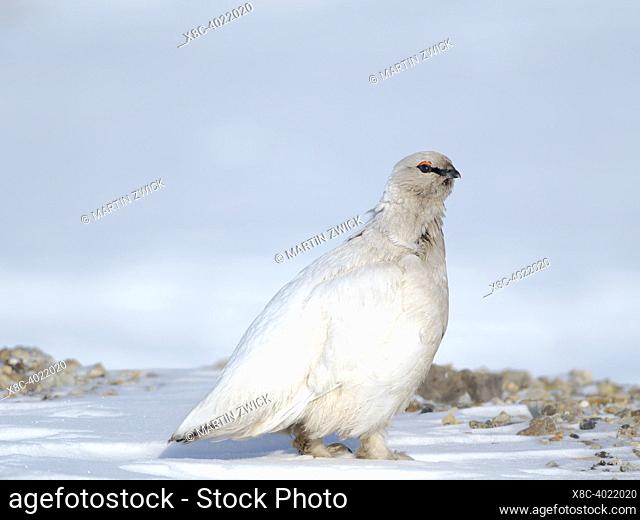 Start of moult from winter to summer plumage. Rock Ptarmigan, endemic subspecies Svalbard Rock Ptarmigan (Lagopus muta hyperborea)