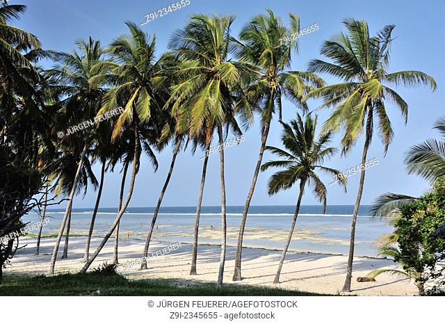Palm-lined beach in the south of Mombasa, Ukunda, Diani Beach, Kenya