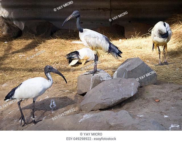 Flock of three black-headed threskiornis ibises standing, walking and sitting near water-place in zoological garden