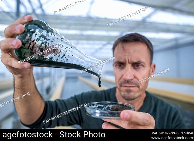 20 October 2020, Mecklenburg-Western Pomerania, Neustadt-Glewe: A mass of spirulina blue-green algae is filled into a glass vessel by biologist Jörg Ullmann for...