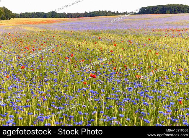 Germany, Mecklenburg-Western Pomerania, field with poppies and cornflowers