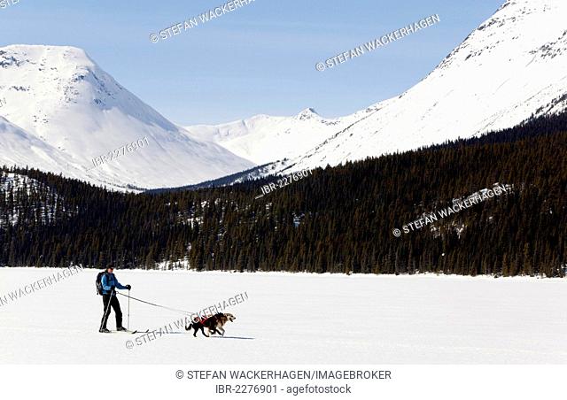 Woman skijoring, sled dogs pulling cross country skier, dog sport, Alaskan Huskies, frozen Lake Lindeman, mountains behind, Coastal Range, Chilkoot Pass, Trail
