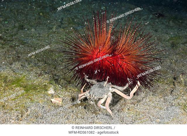 Carry Crab holding False Fire Sea Urchin, Dorripe frascone, Astropyga radiata, Lembeh Strait, North Sulawesi, Indonesia