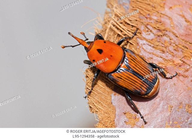 Red Palm Weevil adult (Rhynchophorus ferrugineus) as found when treating an infested Canary palm tree, Spain
