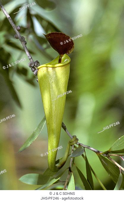 Madagascar Pitcher Plant , Nepenthes madagaskariensis , Madagascar , bloom
