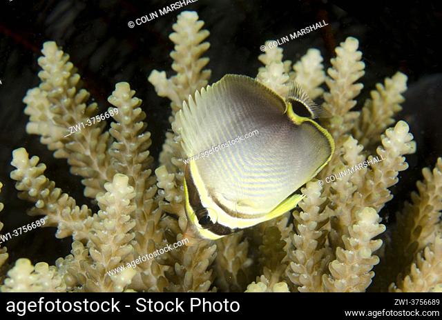 Juvenile Eastern Triangular Butterflyfish (Chaetodon baranessa) by Staghorn Coral (Acropora sp), Mangroves dive site, Menjangan Island, Bali, Indonesia