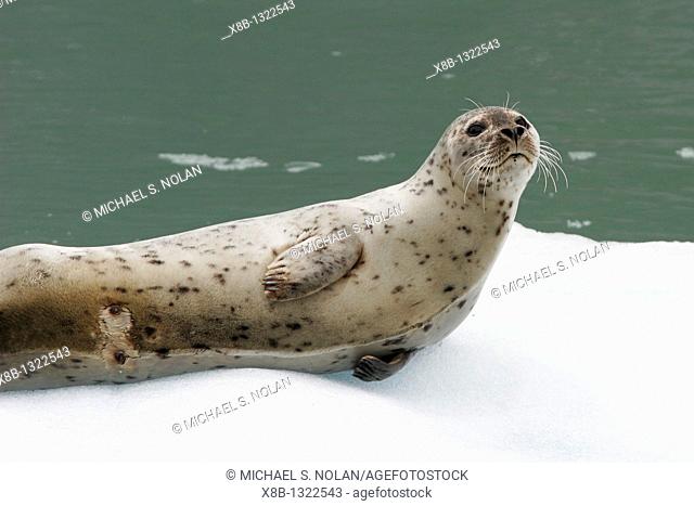 Harbor Seal Phoca vitulina mother note the wet nipples where her pup has been nursing on ice calved from the Sawyer Glaciers in Tracy arm, Southeast Alaska