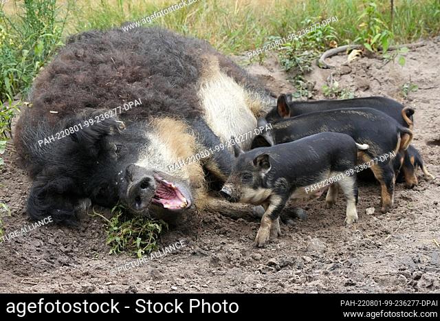 01 August 2022, Brandenburg, Schorfheide/Ot Groß Schönebeck: Four barely three-week-old Mangalitsa woolly pigs 14.07. drink from the teats of the yawning mother...