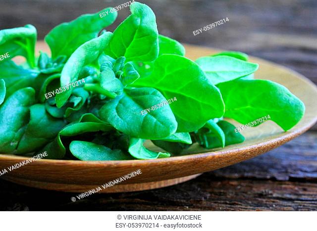 Tetragonia tetragonioides, New Zealand spinach on wooden background