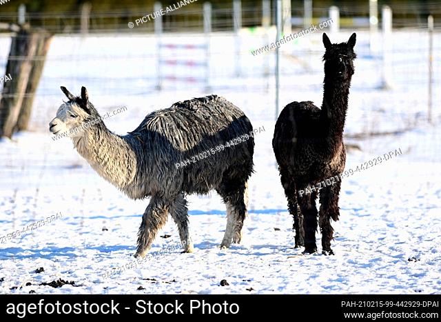 12 February 2021, Brandenburg, Schönwalde-Glien/OT Pausin: Alpacas stand near the entrance to the village in their snowy enclosure