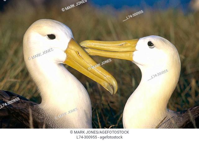 Waved Albatross (Diomedea irrorata) pair bonding. Punta Cevalión, Española (Hood Island). Galápagos Islands