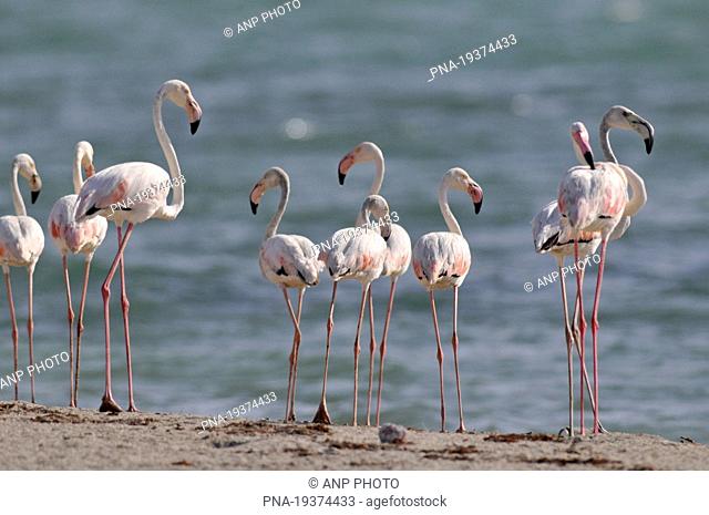 Flamingo Phoenicopterus ruber - Masira, Oman, Asia