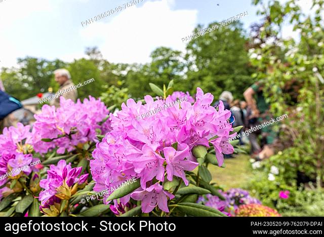 20 May 2023, Brandenburg, Cottbus: People walk behind the blossoms of an azalea. The historic castle nursery in Branitz Park invites visitors to the garden...