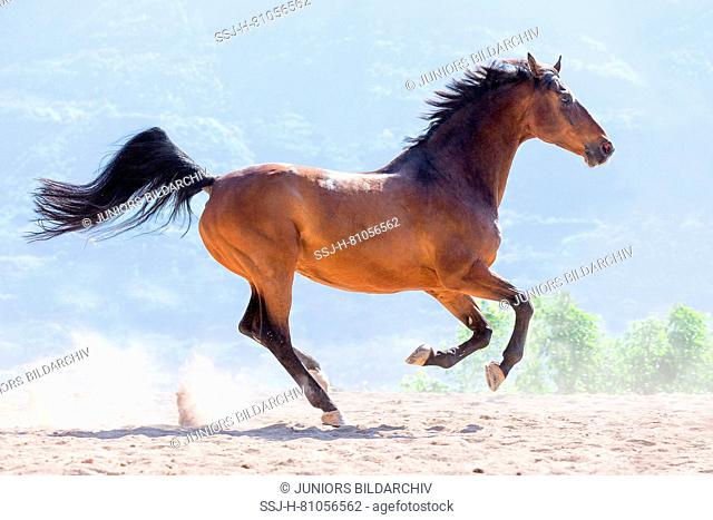 Wuerttemberg Warmblood. Bay gelding galloping in a paddock. South Tyrol, Italy