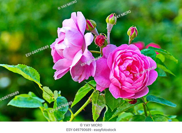 A beautiful rose with beautiful tender petals and unblown small buds. Growing on a thin green stem with thorns and green leaves