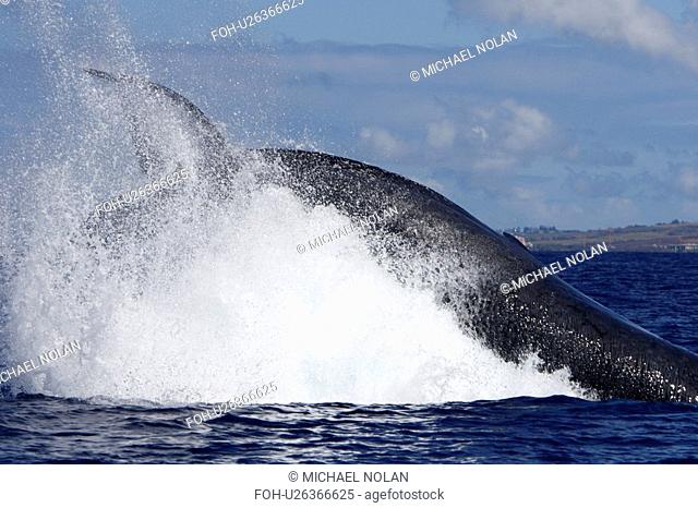 Adult humpback Whale Megaptera novaeangliae tail-throw in response to boat approach in the AuAu Channel, Maui, Hawaii, USA. Pacific Ocean