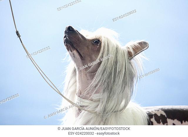 Portrait of young chinese crested dog looking up