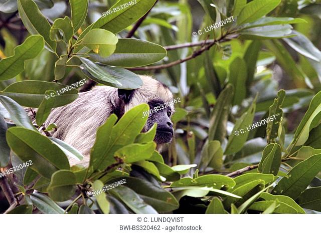 Black Howler Monkey (Alouatta caraya), female surrounded by leaves, Brazil, Mato Grosso, Pantanal