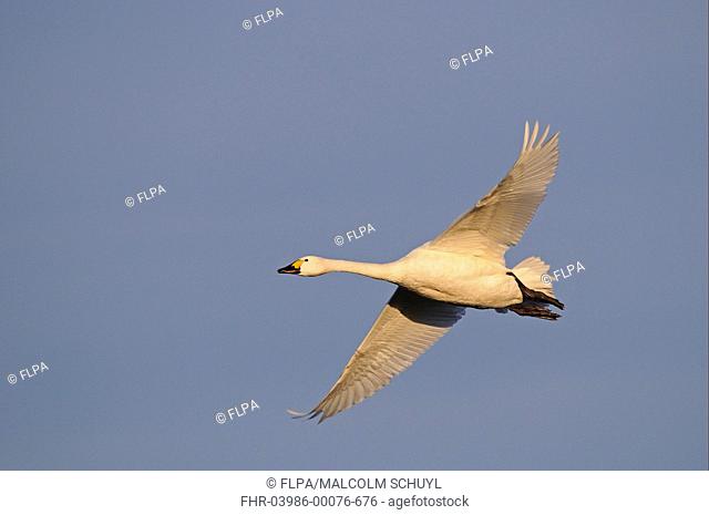 Bewick's Swan Cygnus bewickii adult, in flight, Slimbridge, Gloucestershire, England, december