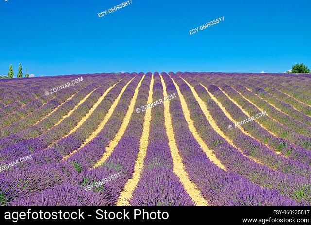 Lavendelfeld - lavender field 11