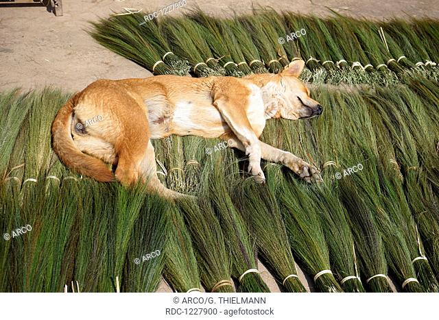 dog sleeping on tiger grass for making brooms, Pak Beng, Pakbeng, Oudomxai Province, Oudomxay Province, Laos, Asia