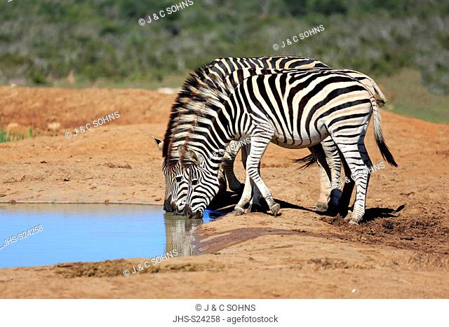 Plains Zebra, Burchell Zebra, (Equus quagga burchelli), group of adults at water drinking, Addo Elephant Nationalpark, Eastern Cape, South Africa, Africa