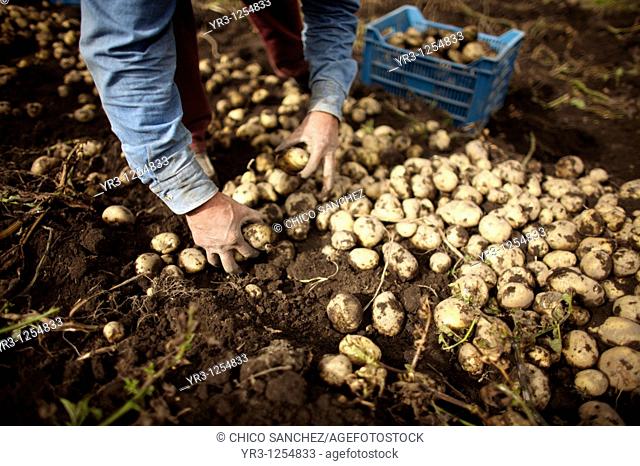 A man harvests potatoes on a farm in Meson Viejo, Mexico State, Mexico