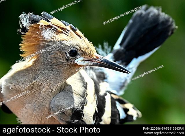 06 June 2022, Brandenburg, Potsdam: A hoopoe is held in the hand by a bird ringers in Sielmann's natural landscape Döberitzer Heide in order to be able to ring...