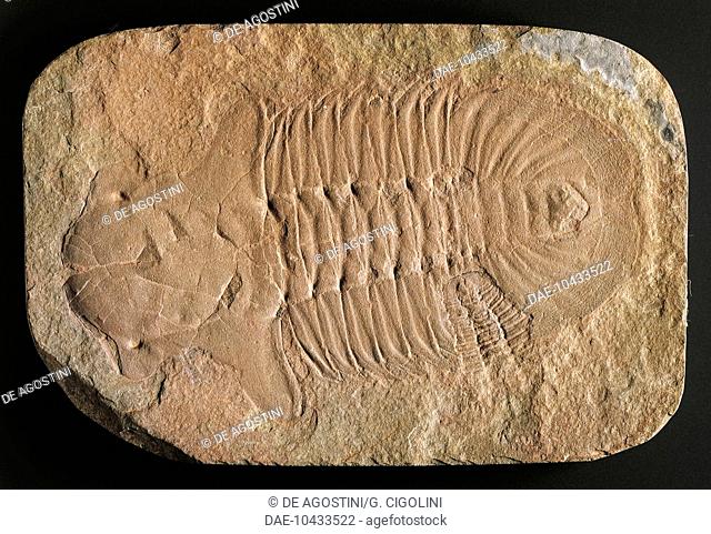 Fossil of Hemirhodon amplipyge trilobite, Trilobita, Arthropoda, Cambrian