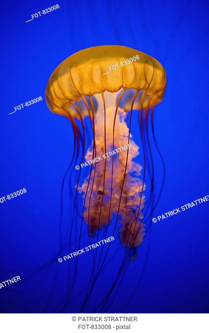 Sea Nettle Jellyfish Chrysaora quinquecirrha in an aquarium