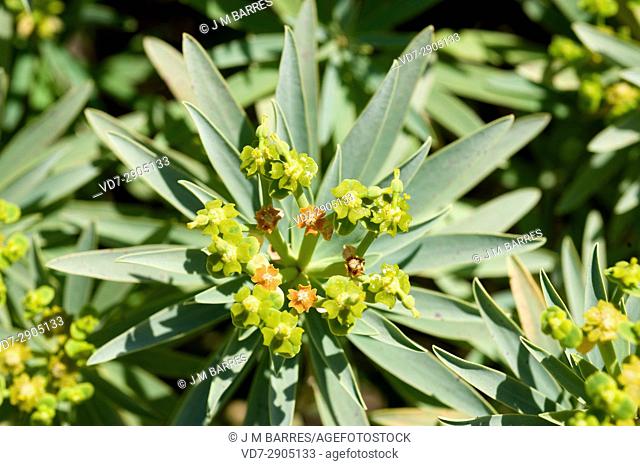 Figueira do inferno (Euphorbia piscatoria) is a shrub endemic of Madeira Island, Portugal. Cyathium detail