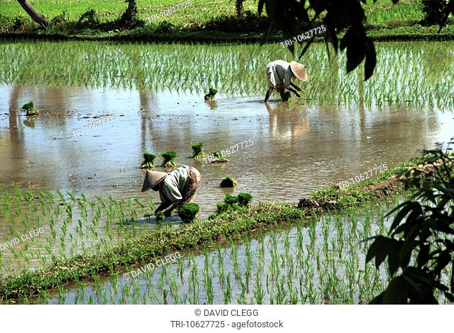 Two women in sarongs and cane hats planting out rice in a flooded ricefield, planted rice in foreground, Kediri Lombok Barat NTB Indonesia