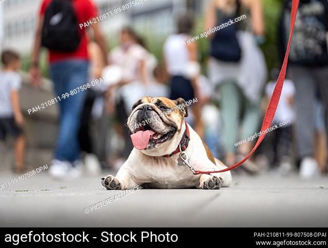 11 August 2021, Hessen, Frankfurt/Main: The English Bulldog Maya is lying on her belly and panting on the pavement of the Zeil in downtown Frankfurt