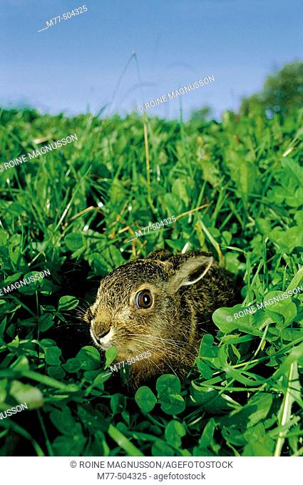 Hare in the green grass (Lepus europaeus), Båstad. Skåne. Sweden