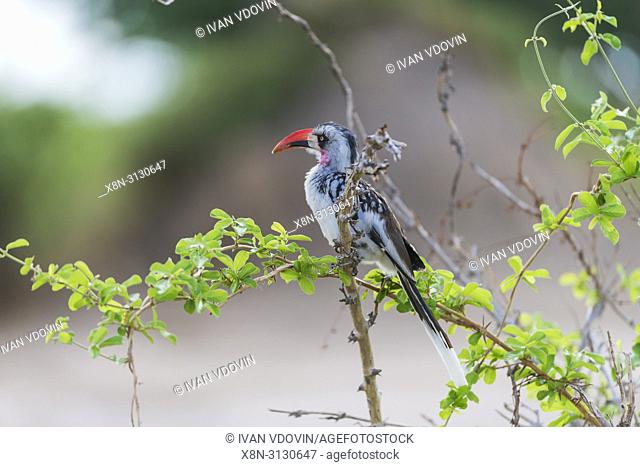 Red-billed Hornbill (Tockus erythrorhynchus), Tanzania, East Africa