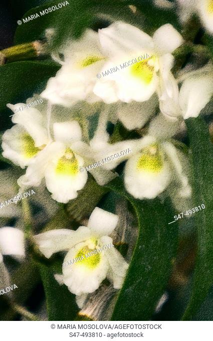 Dendrobium hybrid. Orchid in bloom. February 2006. Maryland, USA